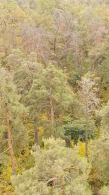 Gündüzleri ağaçlı dikey sonbahar ormanı, yavaş çekim