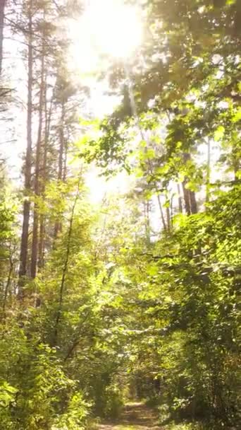 Vídeo vertical floresta de outono com árvores por dia, câmera lenta — Vídeo de Stock