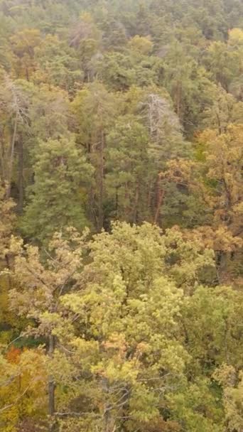 Video verticale foresta autunnale con alberi di giorno, rallentatore — Video Stock