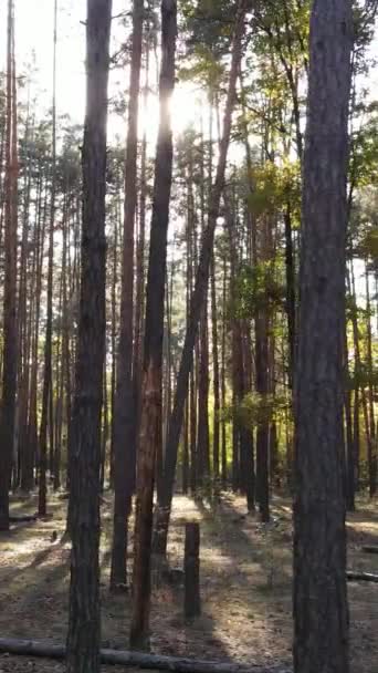 垂直ビデオ秋の森と木の日、スローモーション — ストック動画