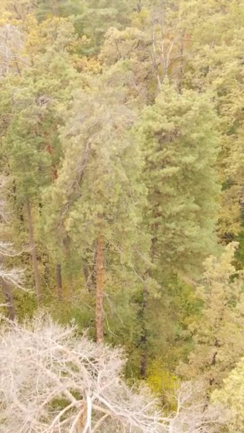 Κάθετη βίντεο φθινόπωρο δάσος με δέντρα την ημέρα, αργή κίνηση — Αρχείο Βίντεο