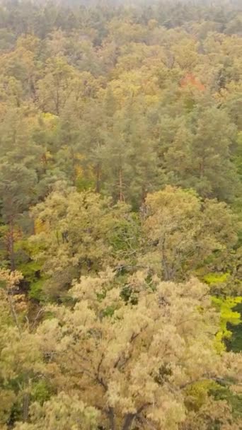 Vídeo vertical floresta de outono com árvores por dia, câmera lenta — Vídeo de Stock