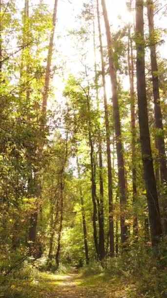 Vidéo verticale forêt d'automne avec arbres le jour, ralenti — Video