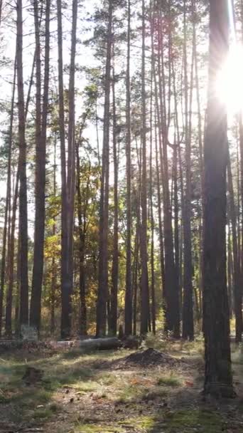 Pionowe wideo jesienny las z drzewami w dzień, zwolnione tempo — Wideo stockowe