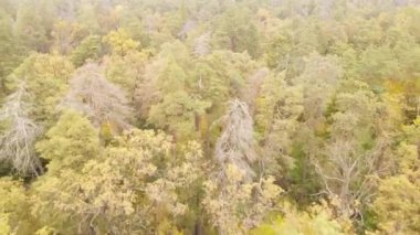 Bir sonbahar gününde ağaçlı orman