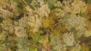 Bir sonbahar gününde ağaçlı orman