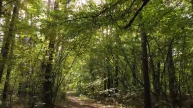 Gündüzleri ağaçlı sonbahar ormanı manzarası