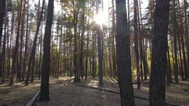 Gündüzleri ağaçlı sonbahar ormanı manzarası