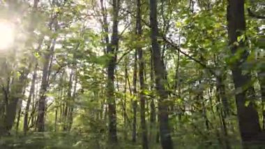 Gündüzleri ağaçlı sonbahar ormanı manzarası