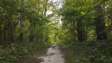 Gündüzleri ağaçlı sonbahar ormanı manzarası
