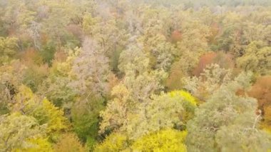 Gündüzleri ağaçlı sonbahar ormanı manzarası