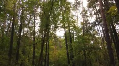 Gündüzleri ağaçlı sonbahar ormanı manzarası