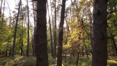 Gündüzleri ağaçlı sonbahar ormanı manzarası