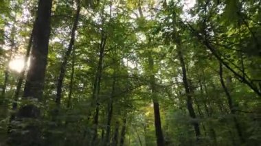 Gündüzleri ağaçlı sonbahar ormanı manzarası