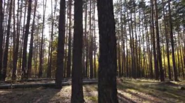 Gündüzleri ağaçlı sonbahar ormanı manzarası