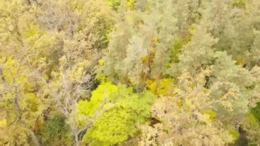 Bir sonbahar gününde ormandaki ağaçlar