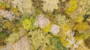 Bir sonbahar gününde ormandaki ağaçlar