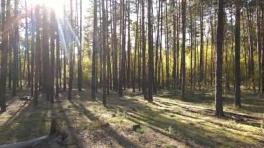 Bir sonbahar gününde ormandaki ağaçlar