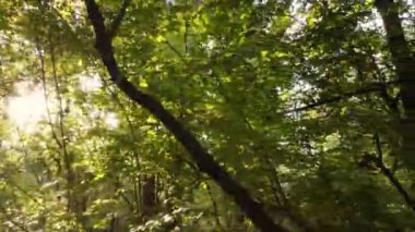 Bir sonbahar gününde ormandaki ağaçlar