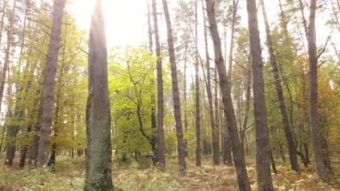 Bir sonbahar gününde ormandaki ağaçlar