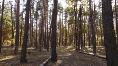 Bir sonbahar gününde ormandaki ağaçlar