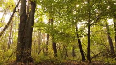 Bir sonbahar gününde ormandaki ağaçlar