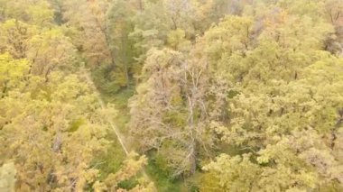 Bir sonbahar gününde ormandaki ağaçlar