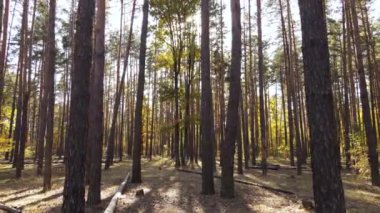 Bir sonbahar gününde ormandaki ağaçlar