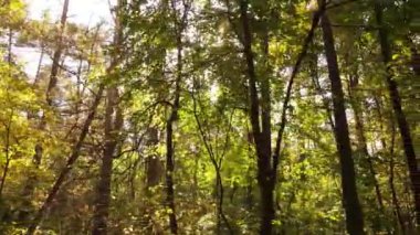 Bir sonbahar gününde ormandaki ağaçlar