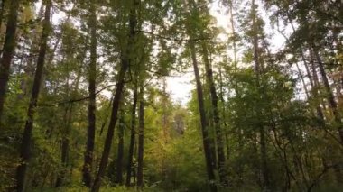 Bir sonbahar gününde ormandaki ağaçlar