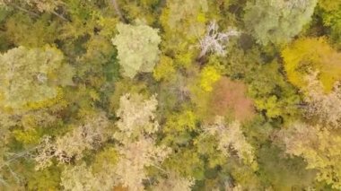 Bir sonbahar gününde ormandaki ağaçlar