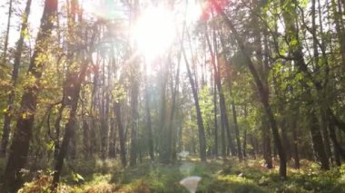 Bir sonbahar gününde ormandaki ağaçlar