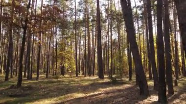 Bir sonbahar gününde ormandaki ağaçlar
