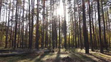 Bir sonbahar gününde ormandaki ağaçlar