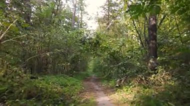 Bir sonbahar gününde ormandaki ağaçlar