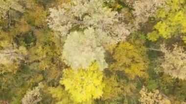 Bir sonbahar gününde ormandaki ağaçlar