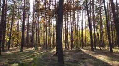 Bir sonbahar gününde ormandaki ağaçlar