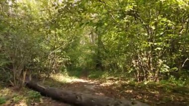 Bir sonbahar gününde ormandaki ağaçlar