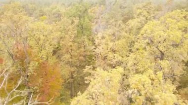 Bir sonbahar gününde ormandaki ağaçlar