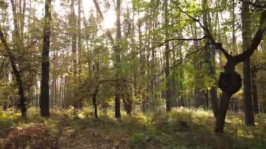 Bir sonbahar gününde ormandaki ağaçlar