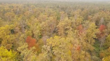 Bir sonbahar gününde ormandaki ağaçlar
