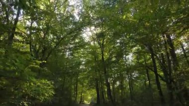 Bir sonbahar gününde ormandaki ağaçlar