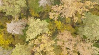 Bir sonbahar gününde ormandaki ağaçlar