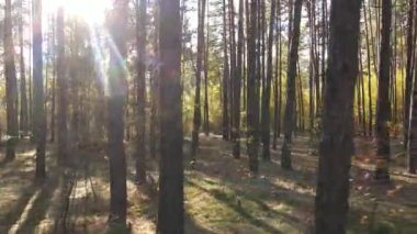 Bir sonbahar gününde ormandaki ağaçlar