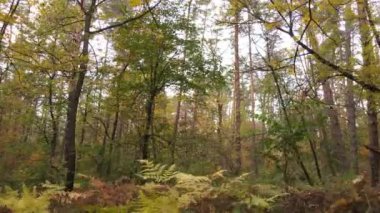 Bir sonbahar gününde ormandaki ağaçlar