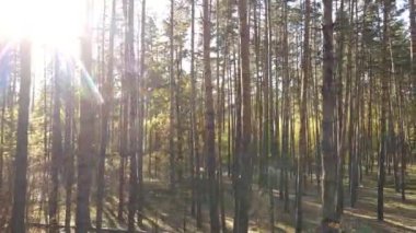 Gündüz vakti ağaçlarla kaplı bir orman.