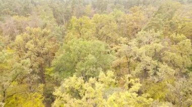 Gündüz vakti ağaçlarla kaplı bir orman.