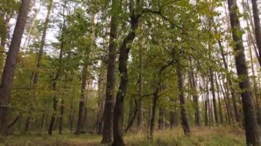 Gündüz vakti ağaçlarla kaplı bir orman.