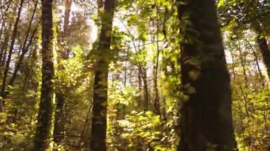 Gündüz vakti ağaçlarla kaplı bir orman.