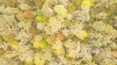 Gündüz vakti ağaçlarla kaplı bir orman.